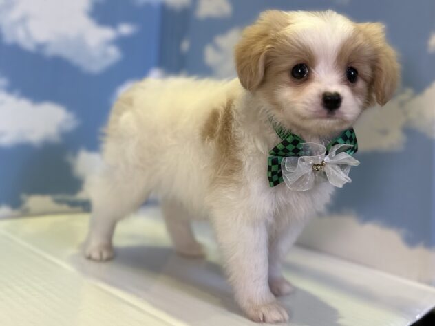 山形県のハーフ犬・ミックス犬 (アミーゴ山形北店/2026年7月31日生まれ/男の子/その他色)の子犬の2枚目の画像