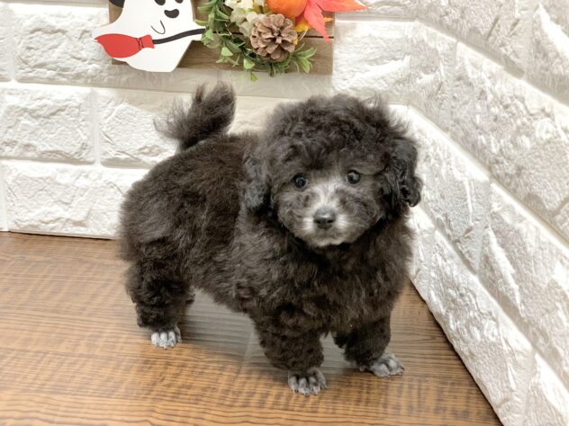 広島県のトイプードル(トイ) (アミーゴ宇品店/2026年8月13日生まれ/女の子/グレー)の子犬の3枚目の画像