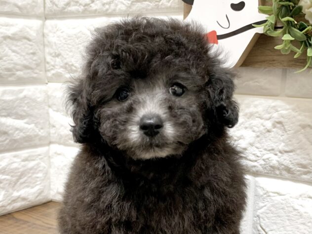 広島県のトイプードル(トイ) (アミーゴ宇品店/2026年8月13日生まれ/女の子/グレー)の子犬の1枚目の画像