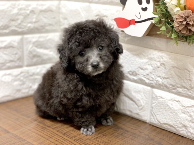 広島県のトイプードル(トイ) (アミーゴ宇品店/2026年8月13日生まれ/女の子/グレー)の子犬の2枚目の画像