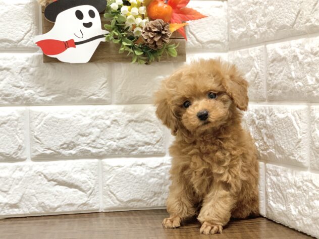 広島県のトイプードル(トイ) (アミーゴ宇品店/2026年8月17日生まれ/女の子/レッドフォーン)の子犬の2枚目の画像