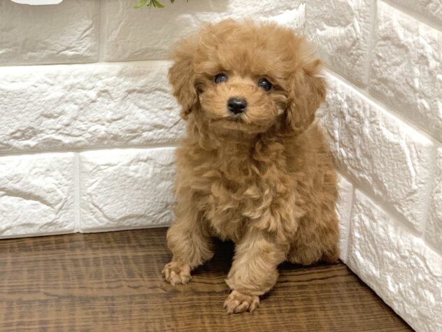 広島県のトイプードル(トイ) (アミーゴ宇品店/2026年8月17日生まれ/女の子/レッドフォーン)の子犬の3枚目の画像