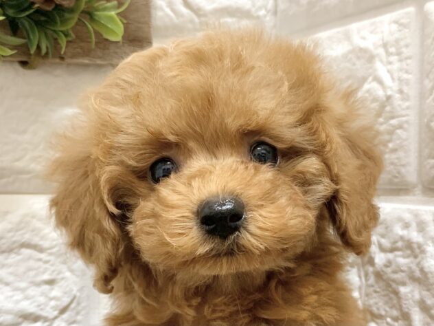 広島県のトイプードル(トイ) (アミーゴ宇品店/2026年8月17日生まれ/女の子/レッドフォーン)の子犬の1枚目の画像