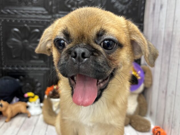 岡山県のハーフ犬・ミックス犬 (ワンキャラット アミーゴ高屋店/2026年5月30日生まれ/男の子/フォーン)の子犬の1枚目の画像