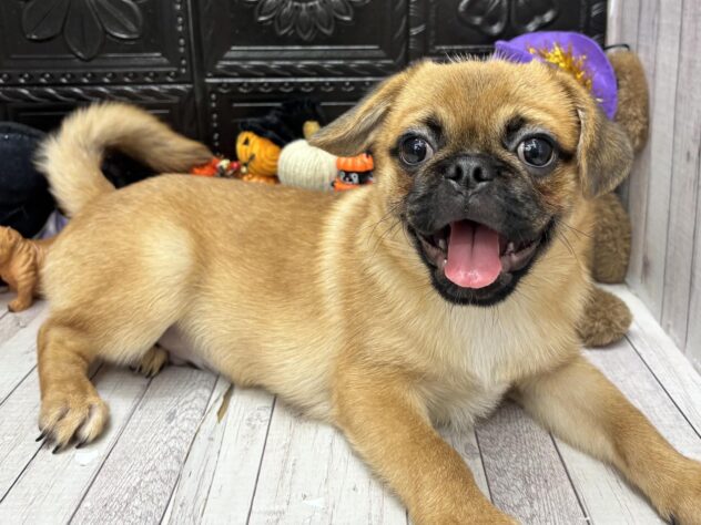 岡山県のハーフ犬・ミックス犬 (ワンキャラット アミーゴ高屋店/2026年5月30日生まれ/男の子/フォーン)の子犬の2枚目の画像