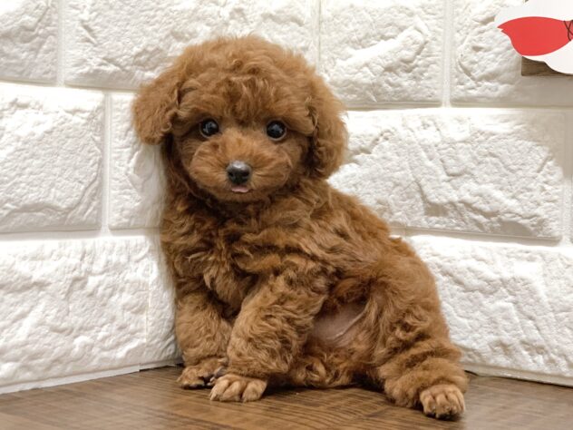 広島県のトイプードル(トイ) (アミーゴ宇品店/2026年8月23日生まれ/女の子/レッド)の子犬の3枚目の画像