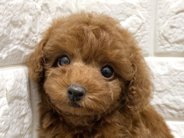 広島県のトイプードル(トイ) (アミーゴ宇品店/2026年8月23日生まれ/女の子/レッド)の子犬の1枚目の画像