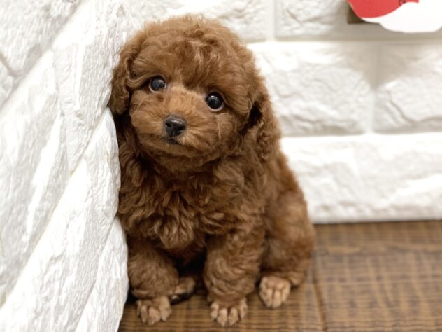 広島県のトイプードル(トイ) (アミーゴ宇品店/2026年8月23日生まれ/女の子/レッド)の子犬の2枚目の画像