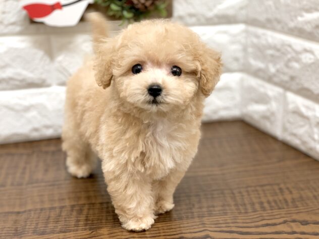 広島県のハーフ犬・ミックス犬 (アミーゴ宇品店/2026年8月21日生まれ/女の子/クリーム)の子犬の2枚目の画像