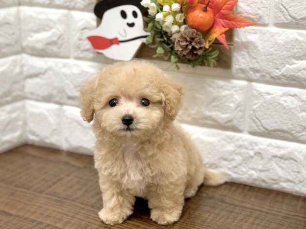広島県のハーフ犬・ミックス犬 (アミーゴ宇品店/2026年8月21日生まれ/女の子/クリーム)の子犬の3枚目の画像