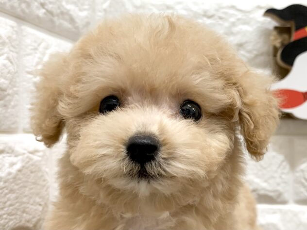 広島県のハーフ犬・ミックス犬 (アミーゴ宇品店/2026年8月21日生まれ/女の子/クリーム)の子犬の1枚目の画像