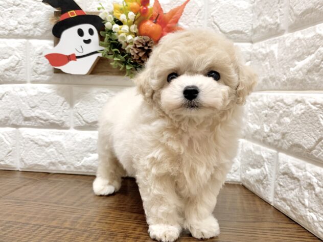 広島県のハーフ犬・ミックス犬 (アミーゴ宇品店/2026年8月27日生まれ/女の子/クリーム)の子犬の3枚目の画像