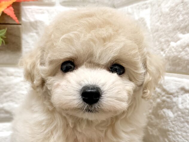 広島県のハーフ犬・ミックス犬 (アミーゴ宇品店/2026年8月27日生まれ/女の子/クリーム)の子犬の1枚目の画像