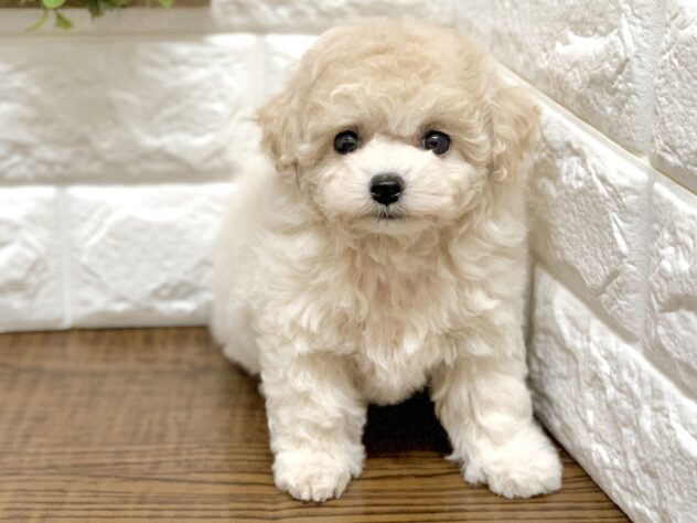 広島県のハーフ犬・ミックス犬 (アミーゴ宇品店/2026年8月27日生まれ/女の子/クリーム)の子犬の2枚目の画像