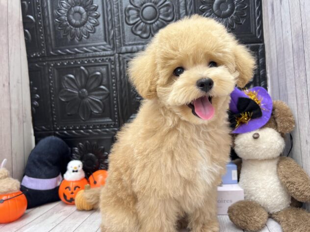 岡山県のハーフ犬・ミックス犬 (ワンキャラット アミーゴ高屋店/2026年7月22日生まれ/男の子/クリーム)の子犬の1枚目の画像