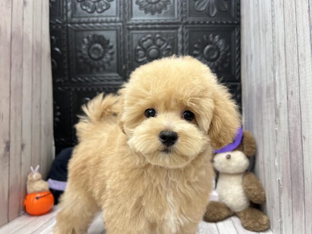 岡山県のハーフ犬・ミックス犬 (ワンキャラット アミーゴ高屋店/2026年7月22日生まれ/男の子/クリーム)の子犬の3枚目の画像