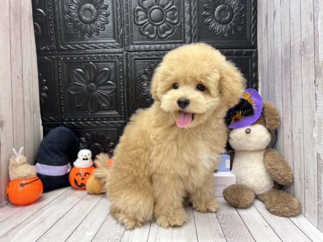 岡山県のハーフ犬・ミックス犬 (ワンキャラット アミーゴ高屋店/2026年7月22日生まれ/男の子/クリーム)の子犬の2枚目の画像