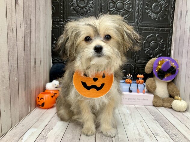 岡山県のハーフ犬・ミックス犬 (ワンキャラット アミーゴ高屋店/2026年5月30日生まれ/女の子/フォーン)の子犬の2枚目の画像