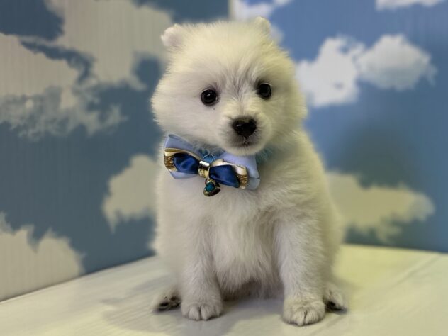 山形県のハーフ犬・ミックス犬 (アミーゴ山形北店/2026年8月8日生まれ/男の子/ホワイト)の子犬の1枚目の画像
