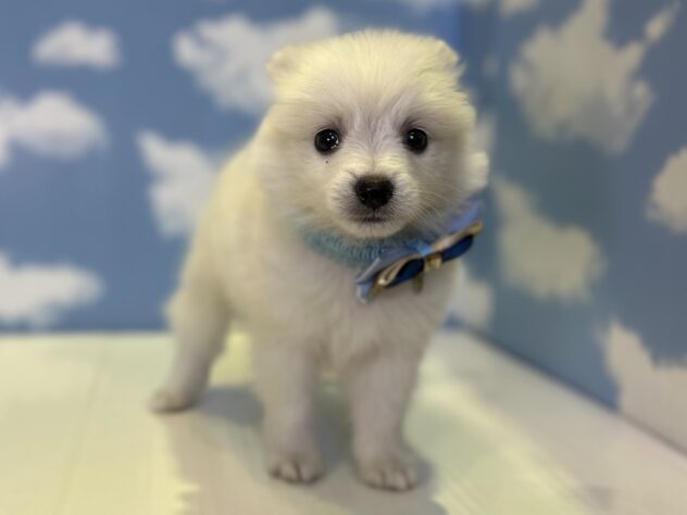 山形県のハーフ犬・ミックス犬 (アミーゴ山形北店/2026年8月8日生まれ/男の子/ホワイト)の子犬の3枚目の画像