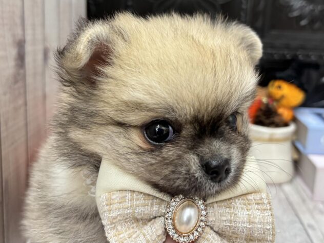 岡山県のハーフ犬・ミックス犬 (ワンキャラット アミーゴ高屋店/2026年8月27日生まれ/男の子/フォーン)の子犬の3枚目の画像