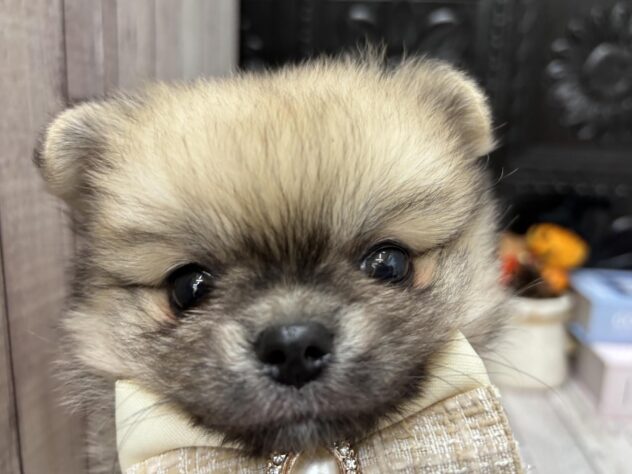 岡山県のハーフ犬・ミックス犬 (ワンキャラット アミーゴ高屋店/2026年8月27日生まれ/男の子/フォーン)の子犬の2枚目の画像