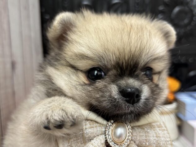 岡山県のハーフ犬・ミックス犬 (ワンキャラット アミーゴ高屋店/2026年8月27日生まれ/男の子/フォーン)の子犬の1枚目の画像