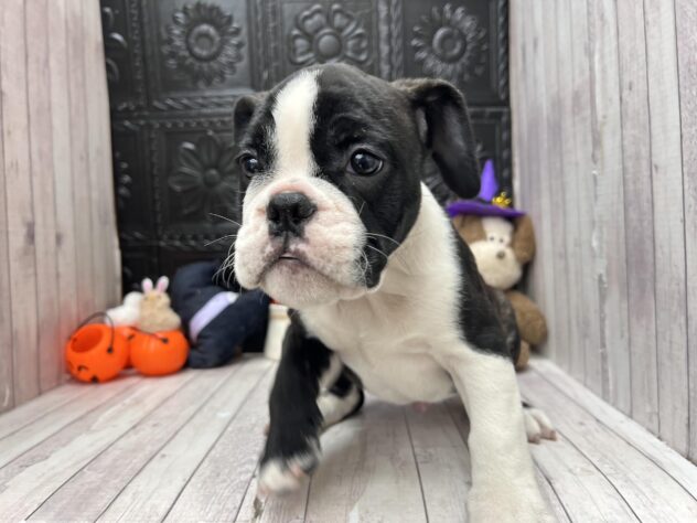 岡山県のハーフ犬・ミックス犬 (ワンキャラット アミーゴ高屋店/2026年8月1日生まれ/男の子/ブラックホワイト)の子犬の1枚目の画像