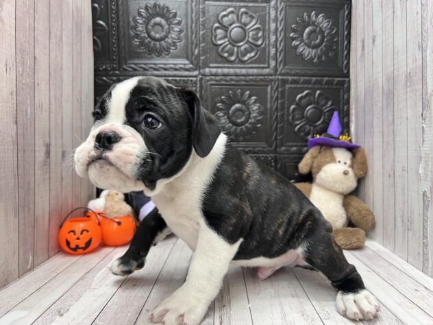 岡山県のハーフ犬・ミックス犬 (ワンキャラット アミーゴ高屋店/2026年8月1日生まれ/男の子/ブラックホワイト)の子犬の2枚目の画像