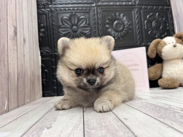 岡山県のハーフ犬・ミックス犬 (ワンキャラット アミーゴ高屋店/2026年8月27日生まれ/男の子/フォーン)の子犬の3枚目の画像