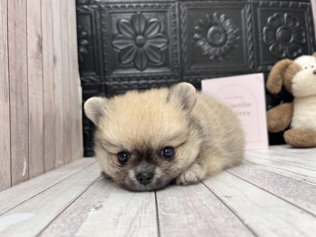 岡山県のハーフ犬・ミックス犬 (ワンキャラット アミーゴ高屋店/2026年8月27日生まれ/男の子/フォーン)の子犬の2枚目の画像
