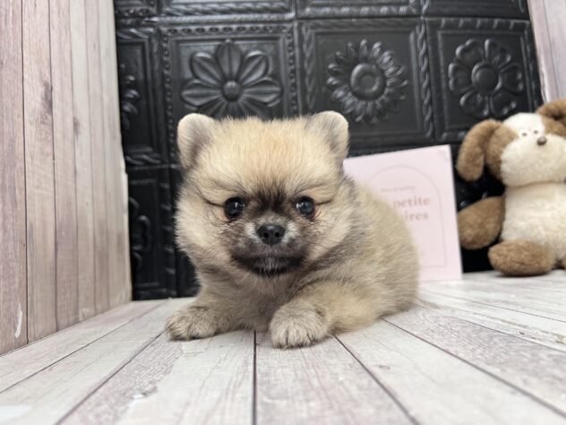 岡山県のハーフ犬・ミックス犬 (ワンキャラット アミーゴ高屋店/2026年8月27日生まれ/男の子/フォーン)の子犬の1枚目の画像