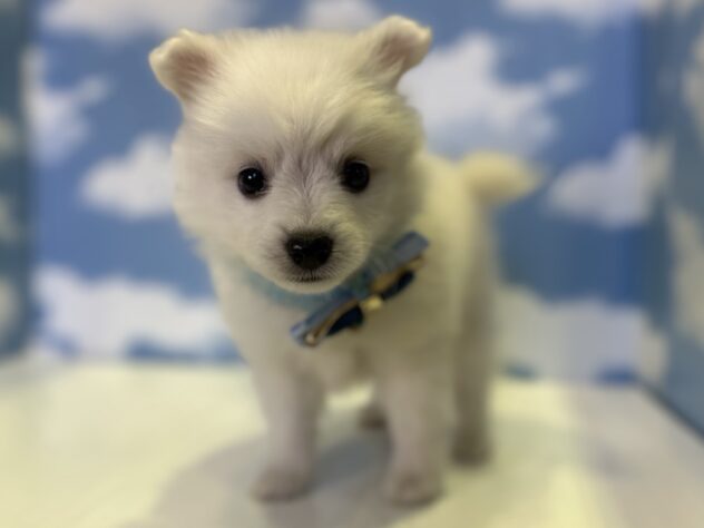 山形県のハーフ犬・ミックス犬 (アミーゴ山形北店/2026年8月8日生まれ/男の子/ホワイト)の子犬の2枚目の画像