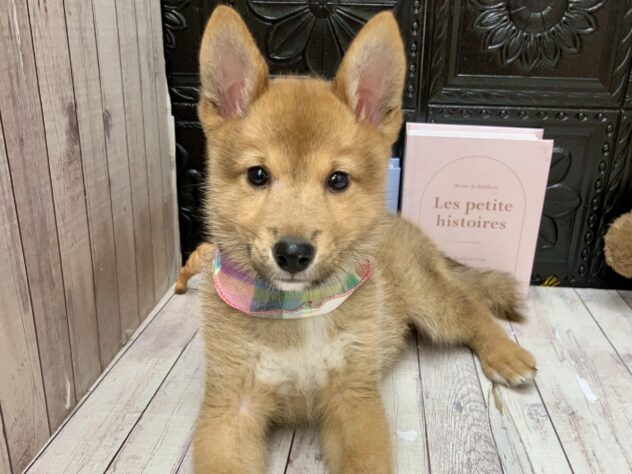 岡山県のハーフ犬・ミックス犬 (ワンキャラット アミーゴ高屋店/2026年8月26日生まれ/男の子/赤)の子犬の3枚目の画像