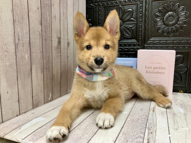 岡山県のハーフ犬・ミックス犬 (ワンキャラット アミーゴ高屋店/2026年8月26日生まれ/男の子/赤)の子犬の1枚目の画像