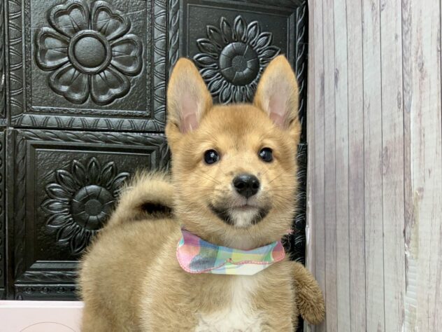 岡山県のハーフ犬・ミックス犬 (ワンキャラット アミーゴ高屋店/2026年8月26日生まれ/男の子/赤)の子犬の2枚目の画像