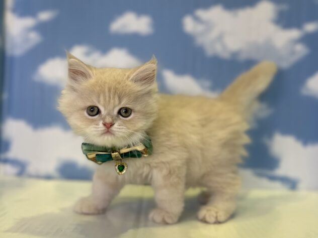 山形県のミヌエット (アミーゴ山形北店/2026年8月3日生まれ/男の子/カメオタビー)の子猫の2枚目の画像