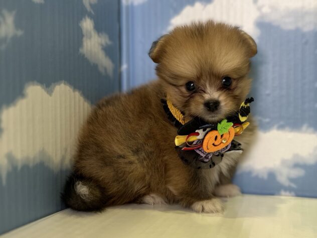 山形県のハーフ犬・ミックス犬 (アミーゴ山形北店/2026年8月23日生まれ/男の子/オレンジセーブル)の子犬の3枚目の画像