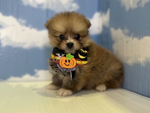山形県のハーフ犬・ミックス犬 (アミーゴ山形北店/2026年8月23日生まれ/男の子/オレンジセーブル)の子犬の2枚目の画像