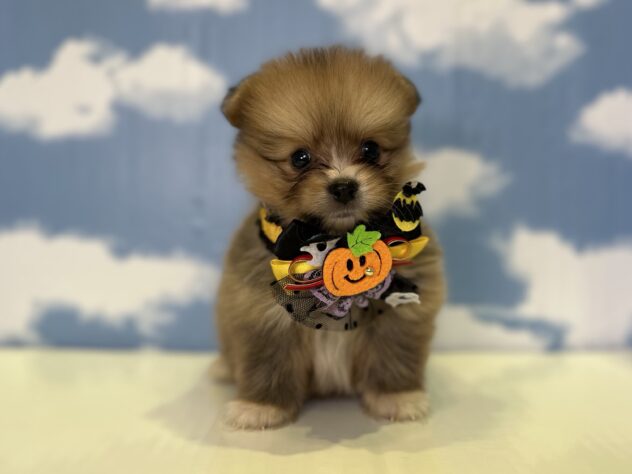山形県のハーフ犬・ミックス犬 (アミーゴ山形北店/2026年8月23日生まれ/男の子/オレンジセーブル)の子犬の1枚目の画像