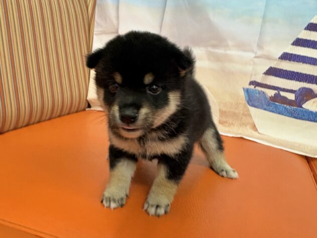 和歌山県の豆柴 (アミーゴ和歌山太田店/2026年8月11日生まれ/男の子/黒)の子犬の2枚目の画像
