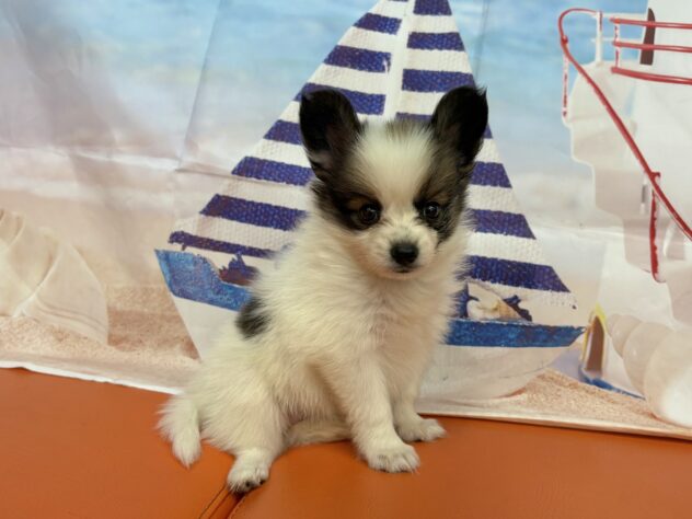 和歌山県のハーフ犬・ミックス犬 (アミーゴ和歌山太田店/2026年8月9日生まれ/女の子/ホワイトブラウン)の子犬の2枚目の画像