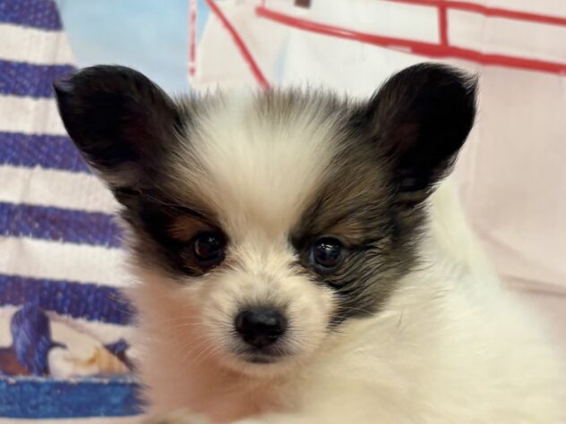 和歌山県のハーフ犬・ミックス犬 (アミーゴ和歌山太田店/2026年8月9日生まれ/女の子/ホワイトブラウン)の子犬の1枚目の画像