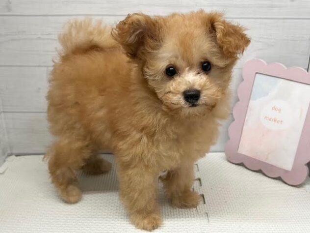徳島県のトイプードル(トイ) (アミーゴ徳島店/2026年7月27日生まれ/女の子/オレンジフォーン)の子犬の3枚目の画像