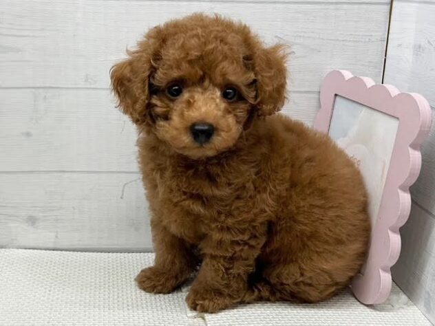 徳島県のトイプードル(トイ) (アミーゴ徳島店/2026年8月14日生まれ/男の子/レッドフォーン)の子犬の3枚目の画像