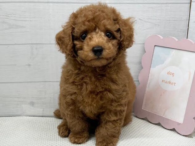 徳島県のトイプードル(トイ) (アミーゴ徳島店/2026年8月14日生まれ/男の子/レッドフォーン)の子犬の1枚目の画像