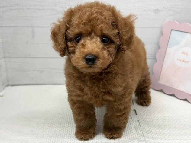 徳島県のトイプードル(トイ) (アミーゴ徳島店/2026年8月14日生まれ/男の子/レッドフォーン)の子犬の2枚目の画像