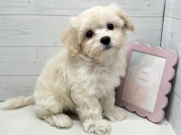 徳島県のハーフ犬・ミックス犬 (アミーゴ徳島店/2026年8月21日生まれ/男の子/クリーム)の子犬の2枚目の画像