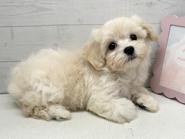 徳島県のハーフ犬・ミックス犬 (アミーゴ徳島店/2026年8月21日生まれ/男の子/クリーム)の子犬の3枚目の画像