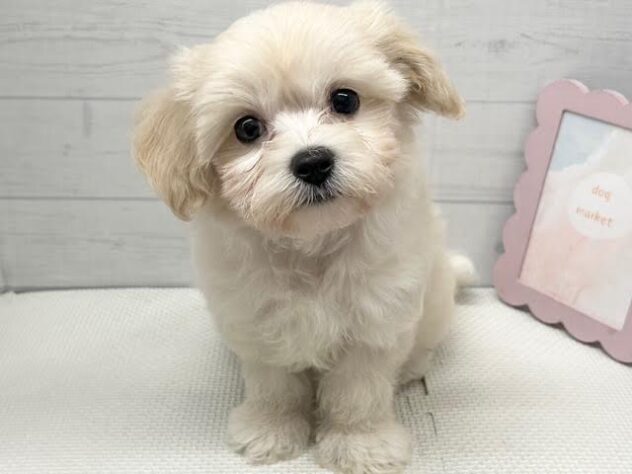 徳島県のハーフ犬・ミックス犬 (アミーゴ徳島店/2026年8月21日生まれ/男の子/クリーム)の子犬の1枚目の画像